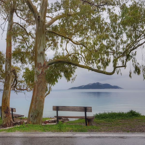 Κάτω από τους μεγάλους ευκαλύπτους στα Βροχεία.