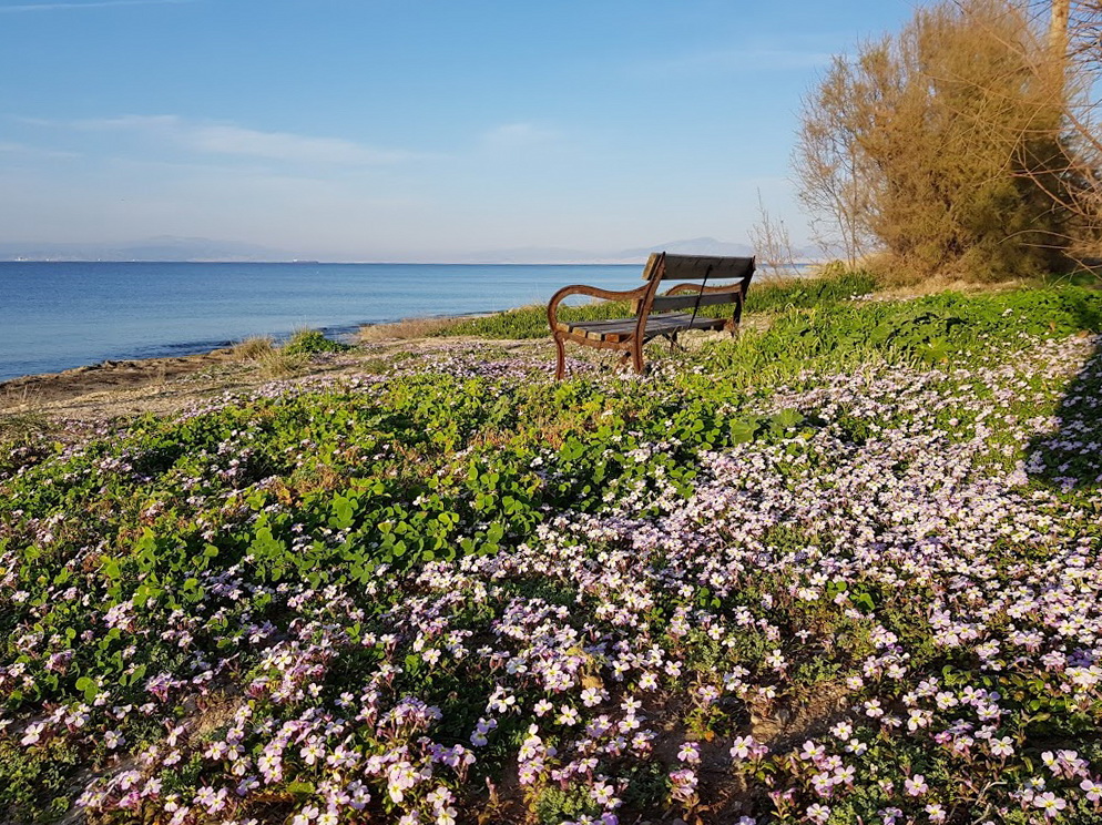 Το αγαπημένο παγκάκι στην άκρη της παραλίας.
