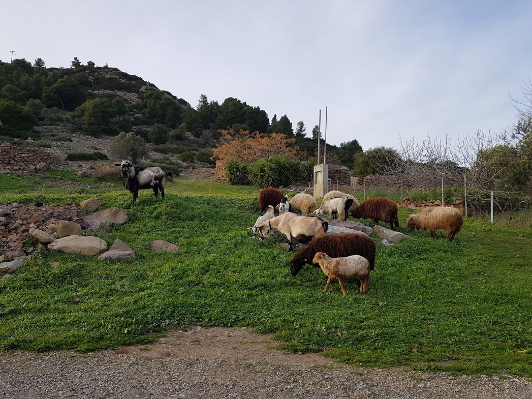 Η ομορφιά της ορεινής Αίγινας τον χειμώνα.