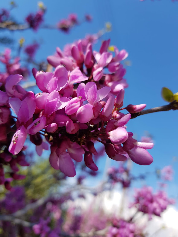 Η άνοιξη είναι παντού!