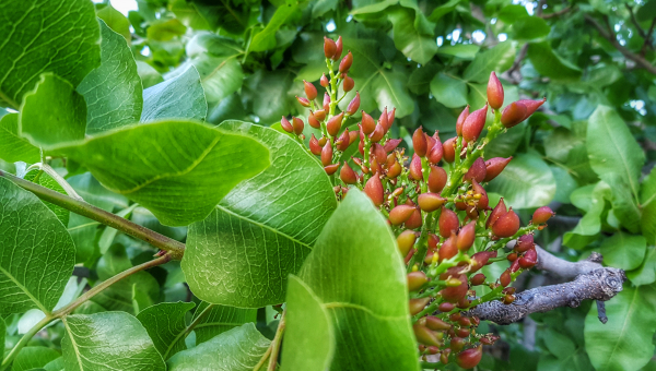 Οι φιστικιές της Αίγινας "ξυπνούν"!